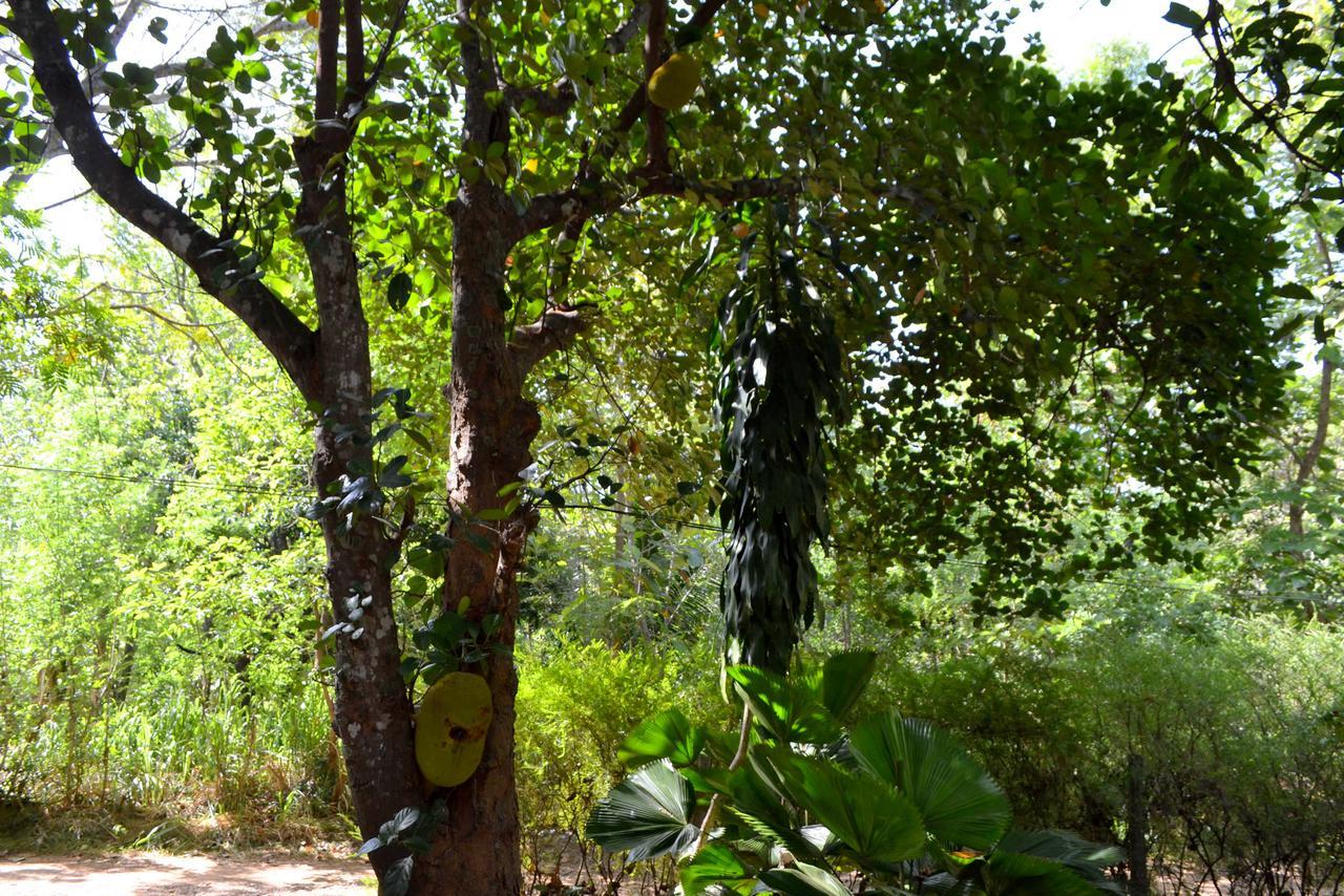 Sigiriya Freedom Lodge Dambulla Kültér fotó